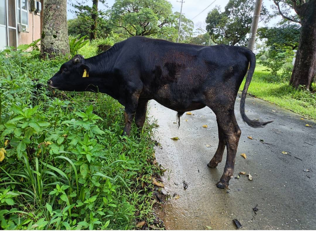 沖縄やんばるの道端で草を食べるINAHO FARMの仔牛「権兵」