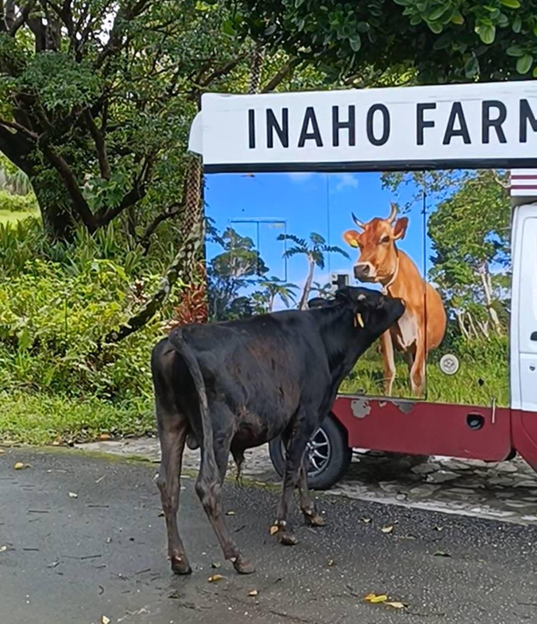 INAHO FARMの移動販売車と仔牛「権兵」