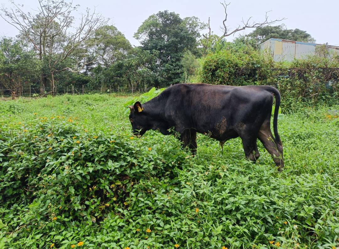 やんばるの牧草地で放牧される仔牛「権兵」