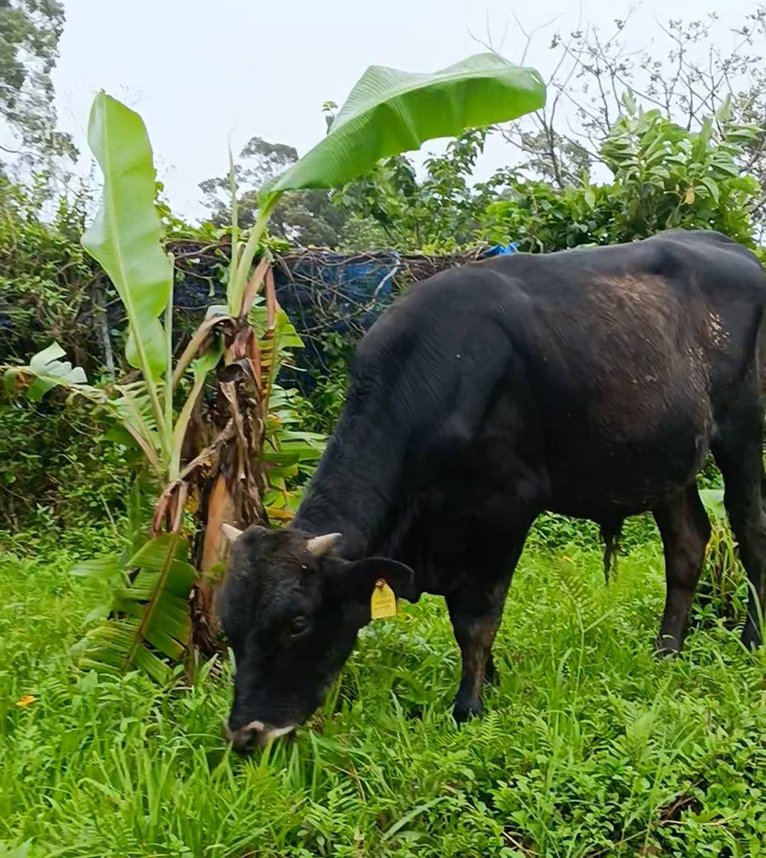 バナナの木のそばで草を食む仔牛「権兵」
