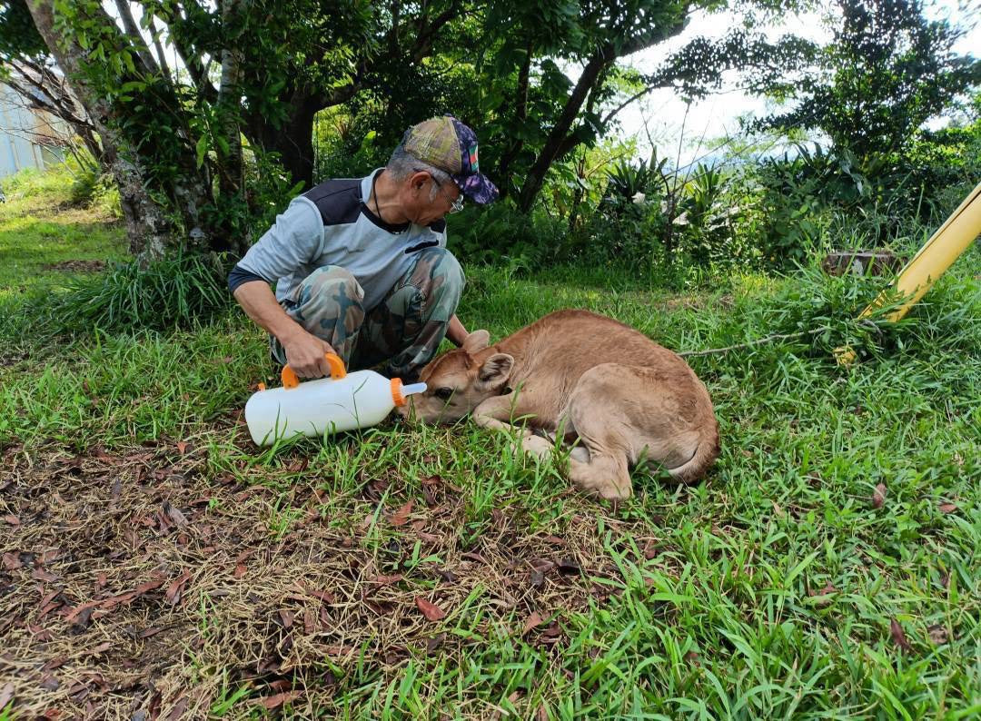 ミルクを飲む幼い頃の仔牛「オペラ」（INAHO FARM・沖縄名護）