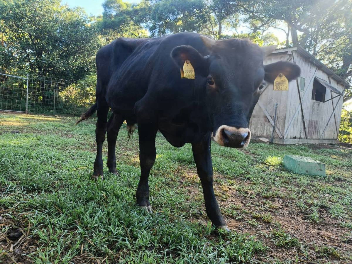 小屋の前に立つオペラ